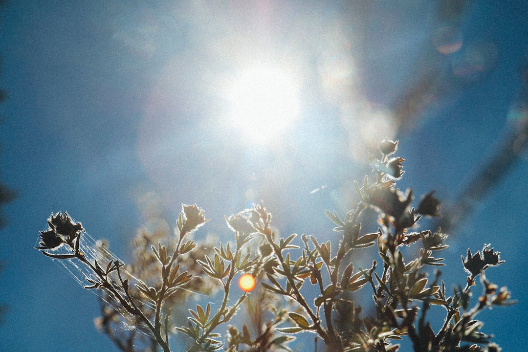 Why Daily Sunlight is the Best Medicine for Mind, Body and Soul