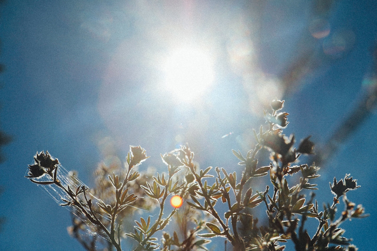 Why Daily Sunlight is the Best Medicine for Mind, Body and Soul